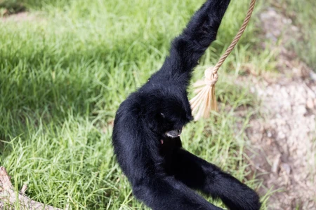 Gibbon on a Swing
