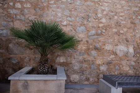 Potted Palm Against Stone Wall