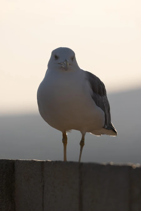 Seagull on a Wall