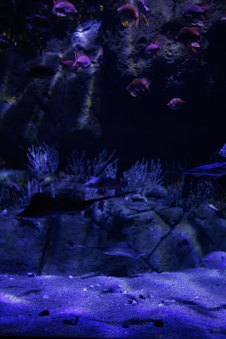 Underwater Scene