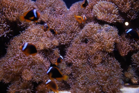 Clownfish Coral Habitat