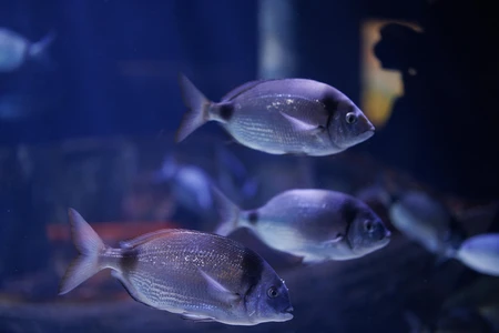 Underwater Fish Scene