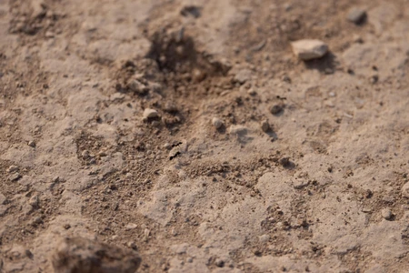Close-up of a Sandy Surface