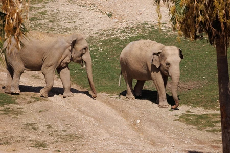 Pair of Elephants in a Natural Setting