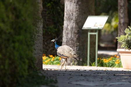 Peacock in a Garden