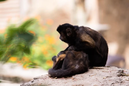 Resting Monkeys