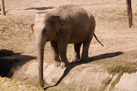 Elephant in Natural Habitat