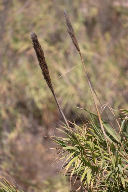 Tall Grass in Natural Habitat