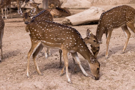 Grazing Deer in Natural Habitat