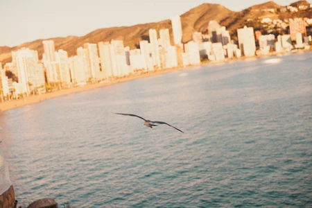 Seaside Skyline with Bird