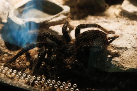 Tarantula in Enclosure