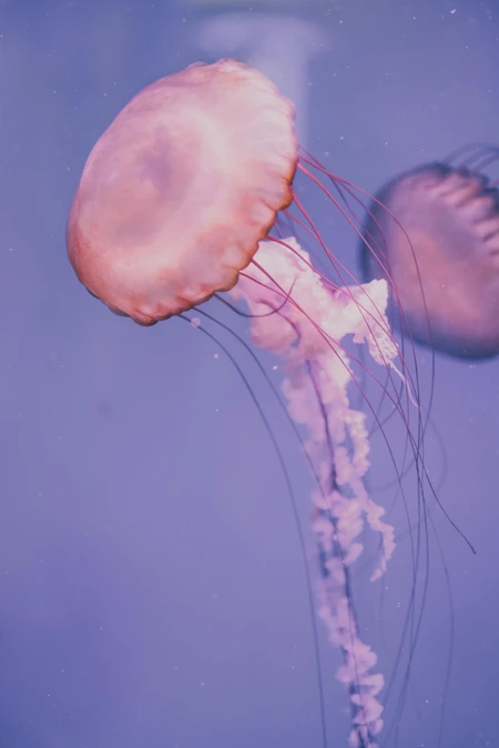 Graceful Jellyfish