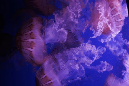 Ethereal Jellyfish Dance