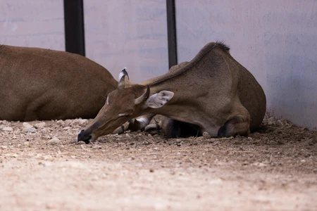 Resting Antelope