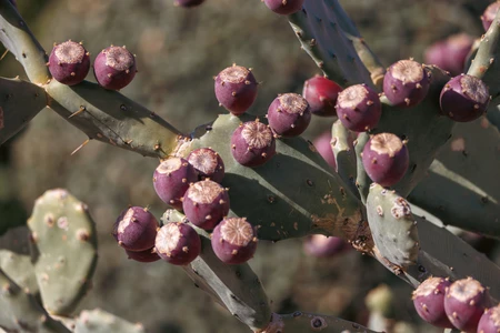 Prickly Pear Cactus with Fruits