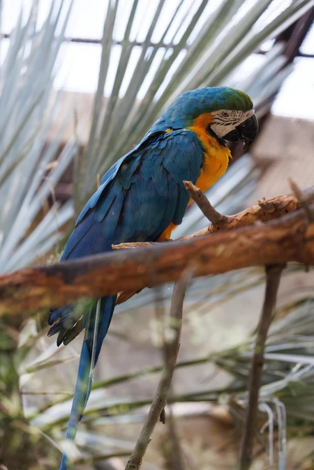 Colorful Parrot on Branch