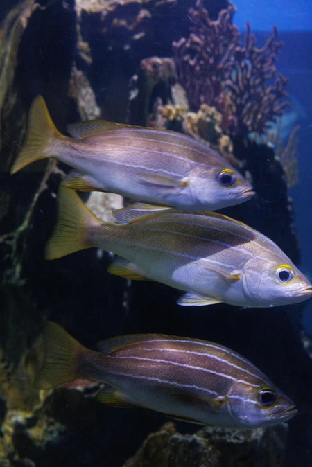 Aquarium Fishes