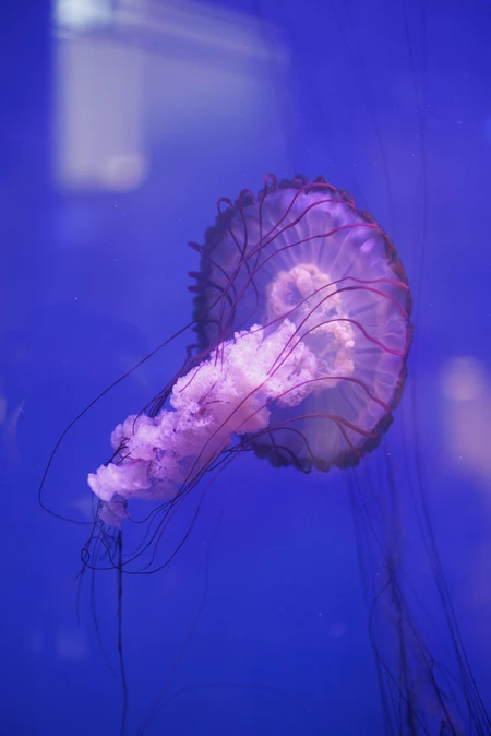 Graceful Jellyfish