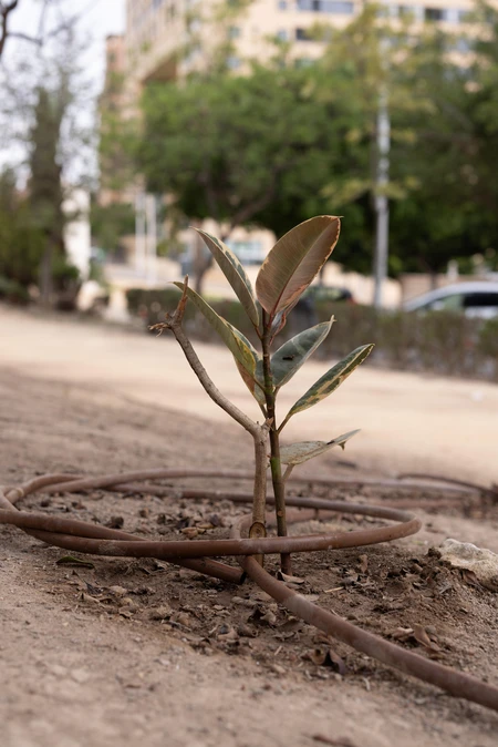 Young Plant in Urban Environment