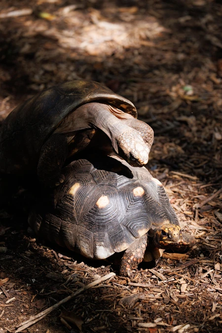Tortoises in Nature
