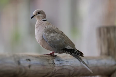 Bird Resting on Wooden Rail