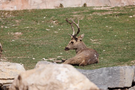 Resting Deer in Meadow