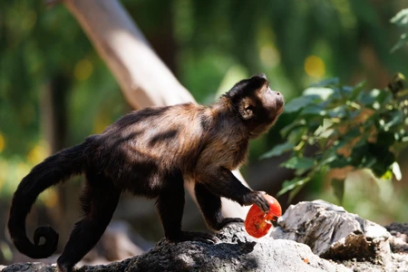 Monkey in the Wild