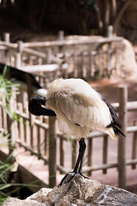 Solitary Bird in Enclosure