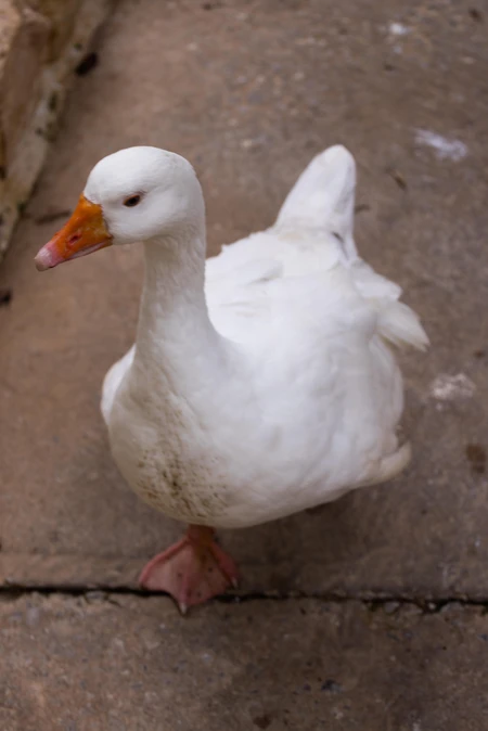 White Goose on Pavement