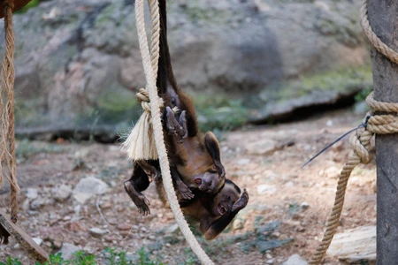 Playful Capuchin Monkeys on a Rope