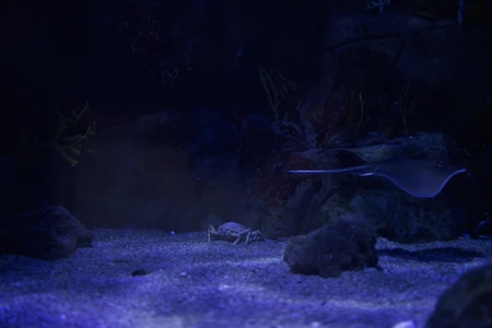 Underwater Night Scene