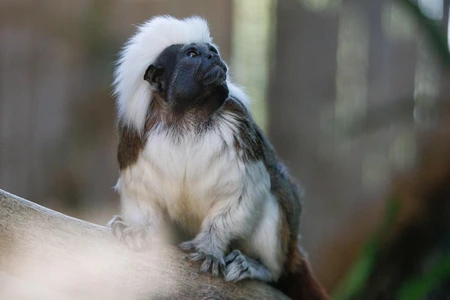 Cotton-Top Tamarin on a Branch