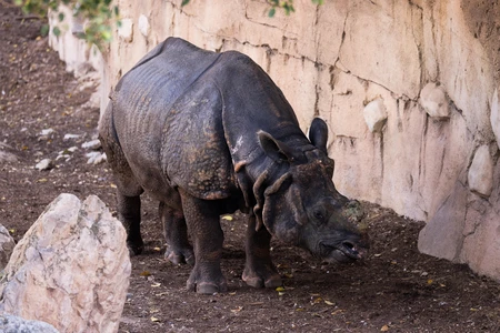 Rhino in Enclosure