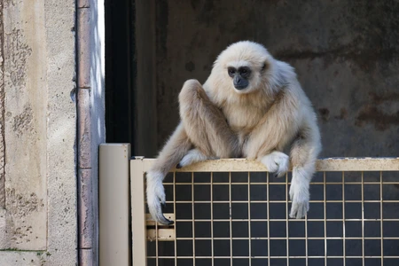 Gibbon Resting on Enclosure Fence
