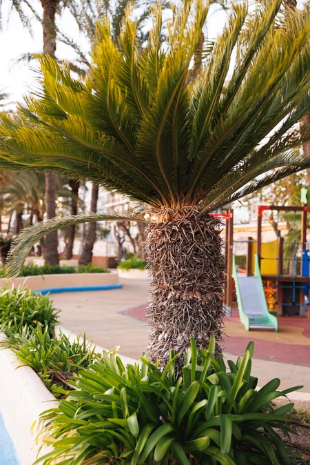 Playground Oasis