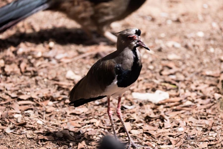 Bird on Forest Floor
