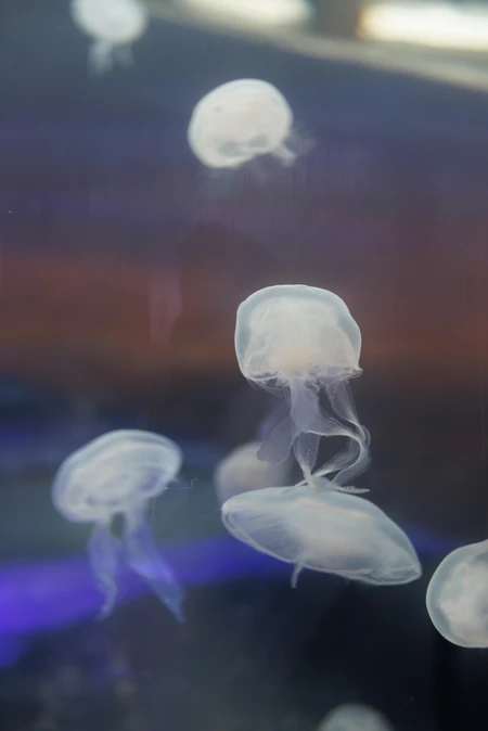 Floating Jellyfish