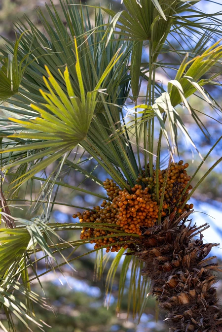 Palm Tree with Orange Berries