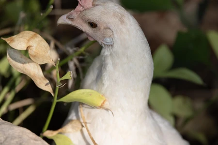 White Chicken Among Leaves