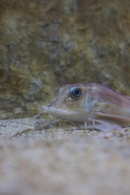 Fish in Natural Habitat