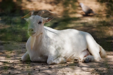 Resting Goat in Sunlight