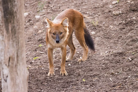 Wild Canine in Natural Habitat