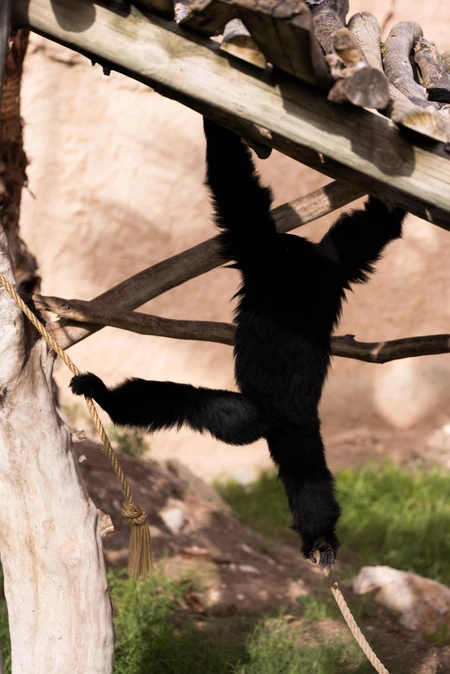 Monkey Swinging on Rope