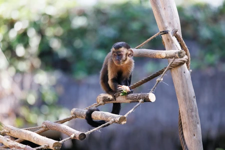 Monkey on Wooden Structure