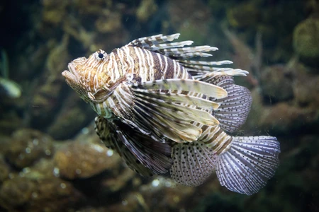 Lionfish in the Ocean