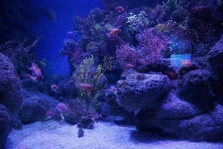 Underwater Coral Scene