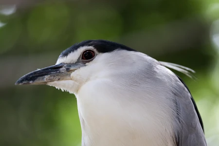 Close-up of a Heron