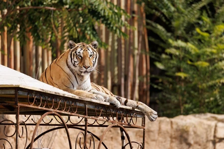 Majestic Tiger Resting
