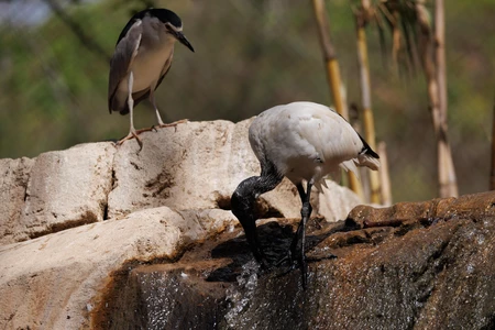 Birds by the Stream
