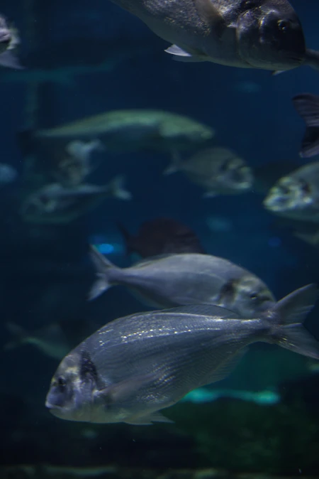 Underwater Fish in Aquarium